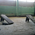 Раскроечный центр Biesse Selco EB 75, 2008г. (Biesse, Италия). 